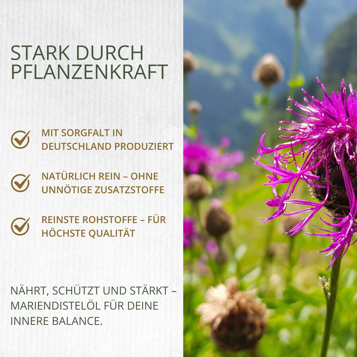 Mariendistelöl 500 ml – kaltgepresst (Silybum marianum)