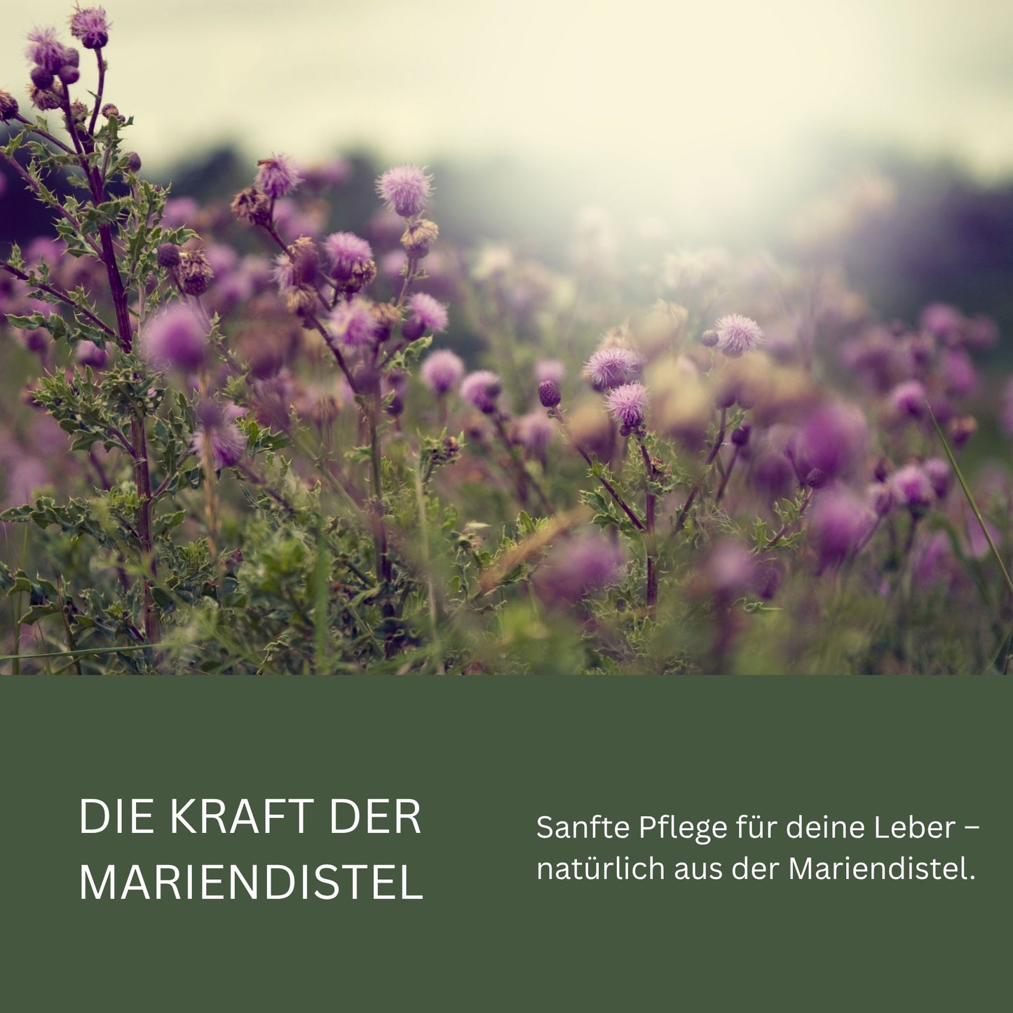 Mariendistelöl 500 ml – kaltgepresst (Silybum marianum)
